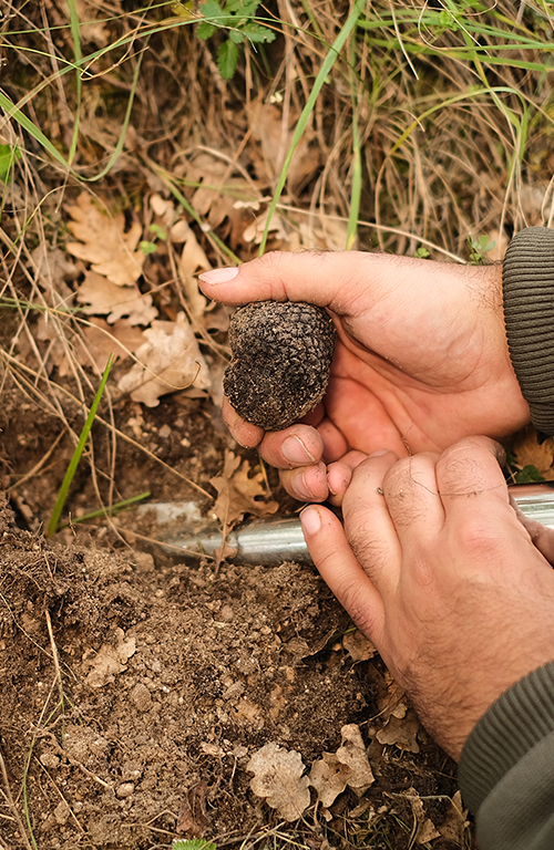 tartufo